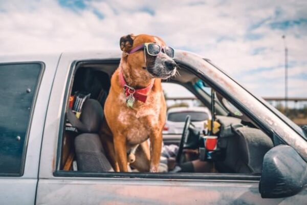 Accessoires pour Chien : Offrez à Votre Compagnon de Nouvelles Expériences de Vie